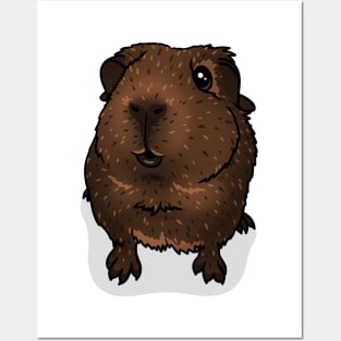 Chocolate Agouti Guinea Pig Posters and Art